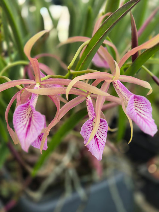 Brassavola Nodosa - hybrid