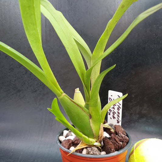 Miltassia Shelob 'Okika'