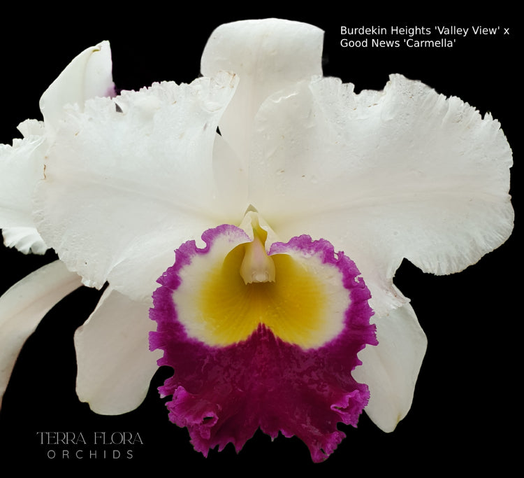 Rlc. Burdekin Heights 'Valley View' x Rlc. Good News 'Carmela'