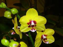 Phalaenopsis Lianher 'Lucky Cat'