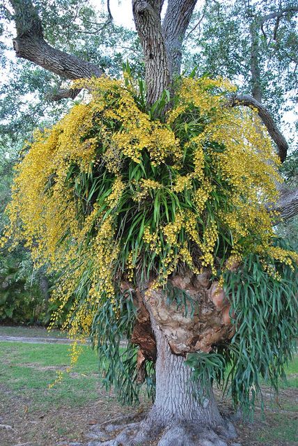 Oncidium sphacelatum