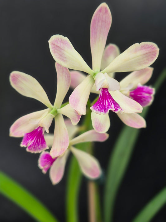 Cattleya Growing Notes