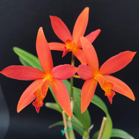 101 of Orchid Care
