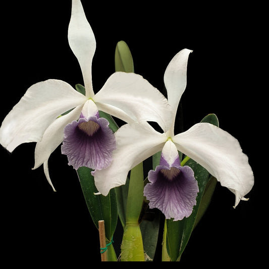 Watering Orchids