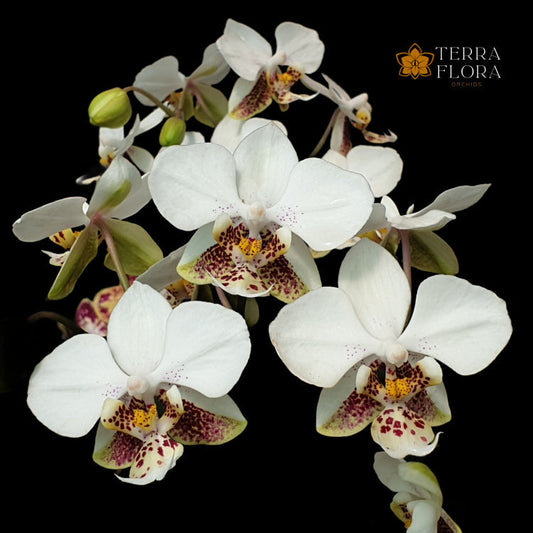 Fertilising Orchids