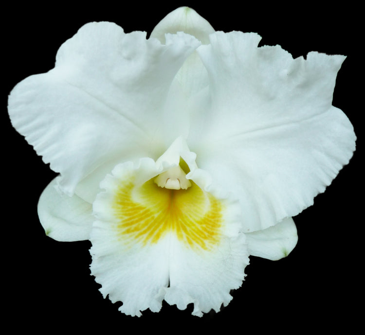 Cattleya Alliance