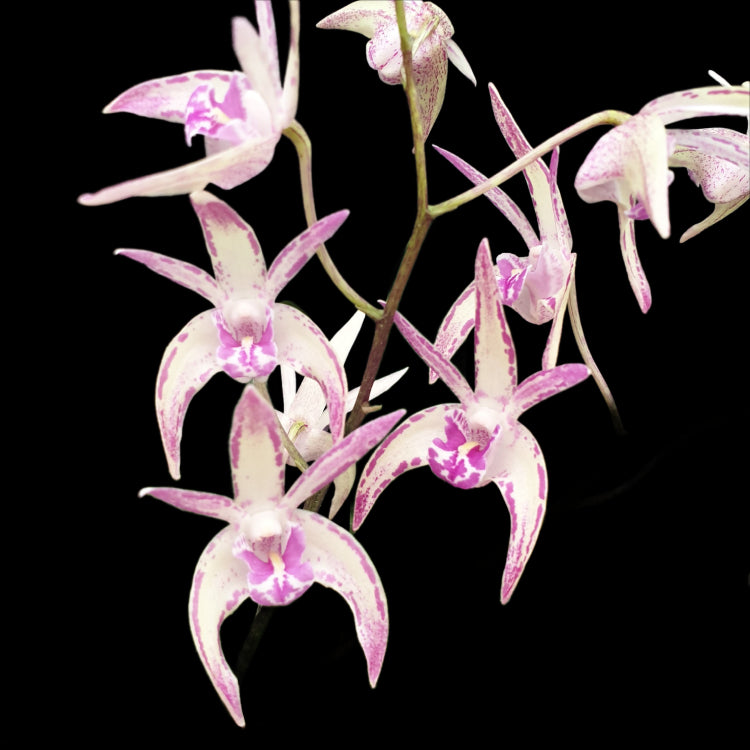 Dendrobiums