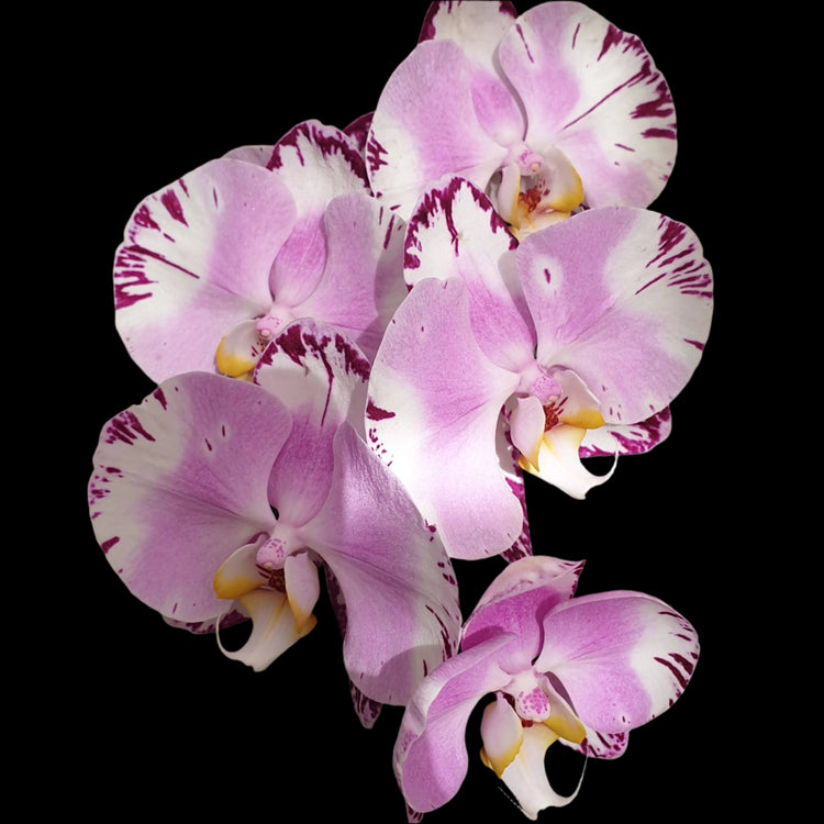 Phalaenopsis