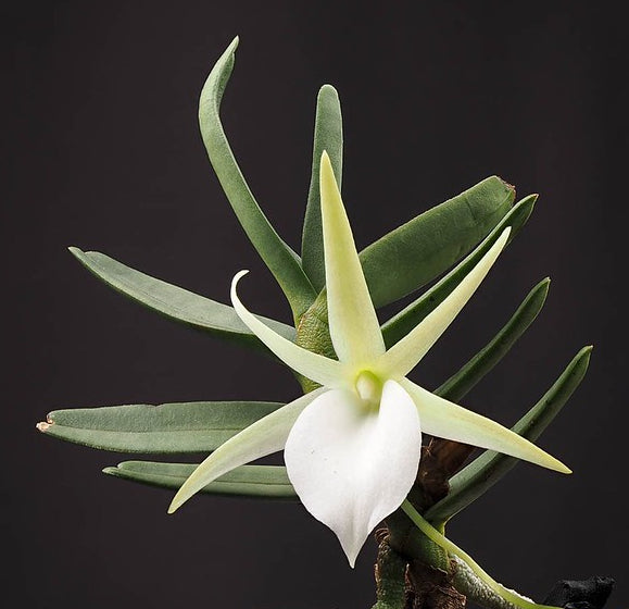 Angraecum Alliance