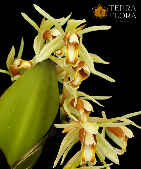 Coelogyne
