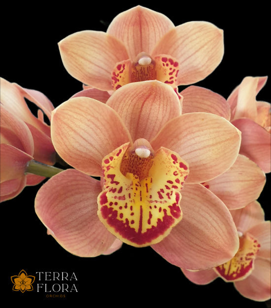 Cymbidiums