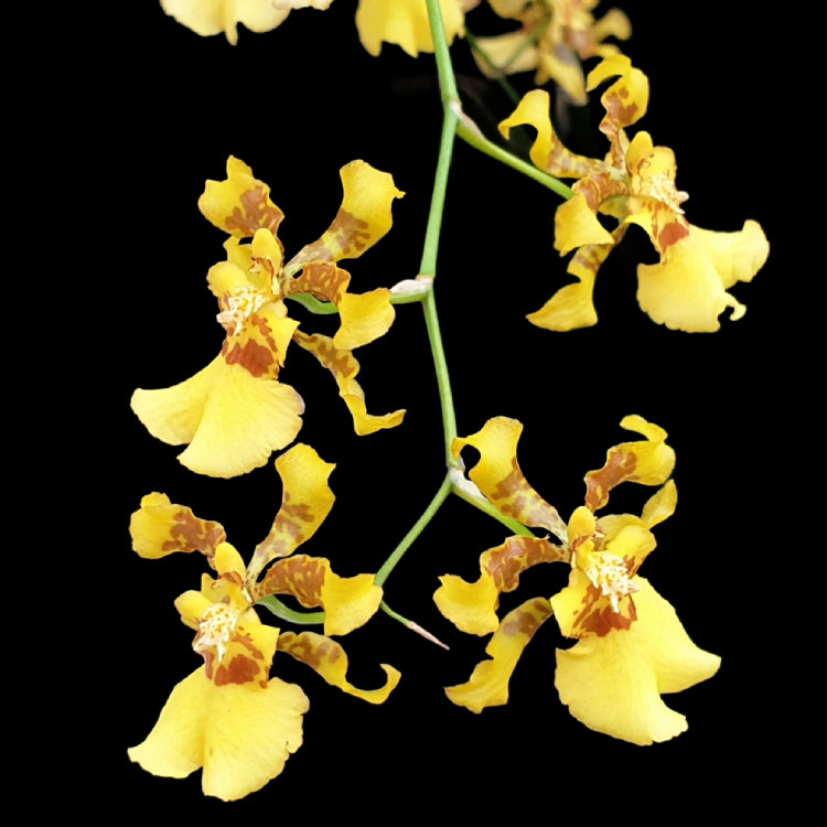 Oncidium Alliance