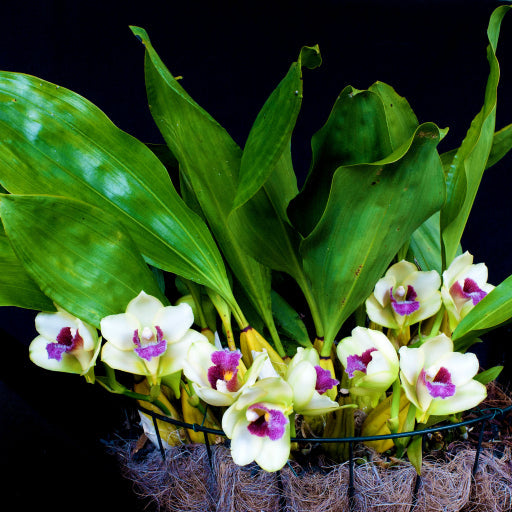 Bifrenaria