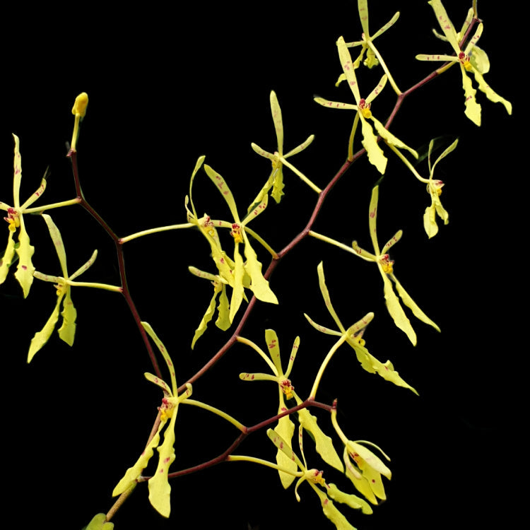 Vanda Alliance