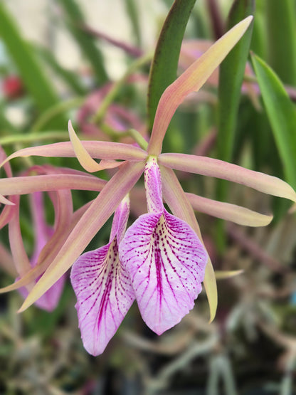 Brassavola Nodosa - hybrid
