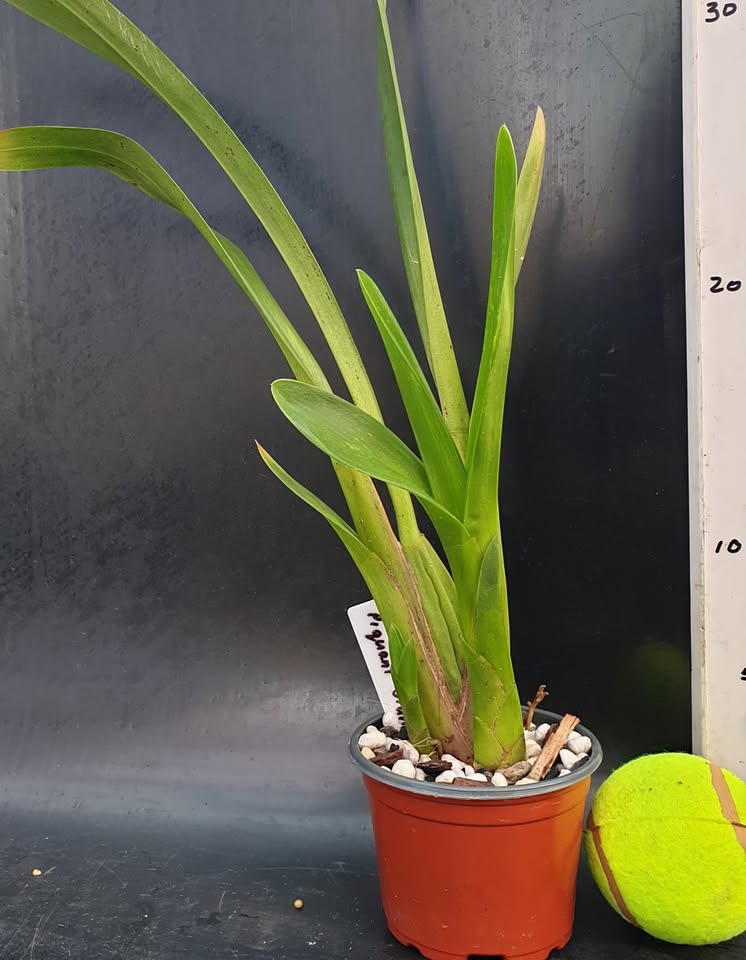 Ondontocidium Piquant 'Stanze'