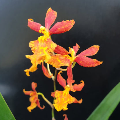 Ondontocidium Piquant 'Stanze'