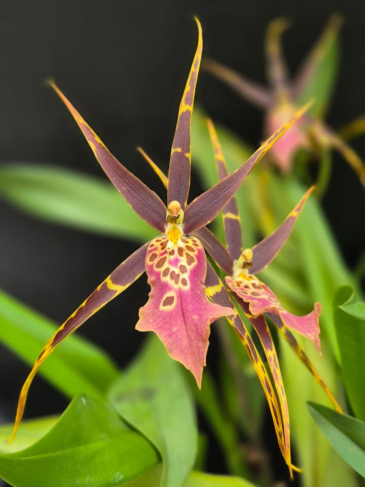 Miltassia Shelob 'Okika'