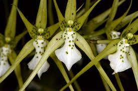 Brassia Eternal Winds
