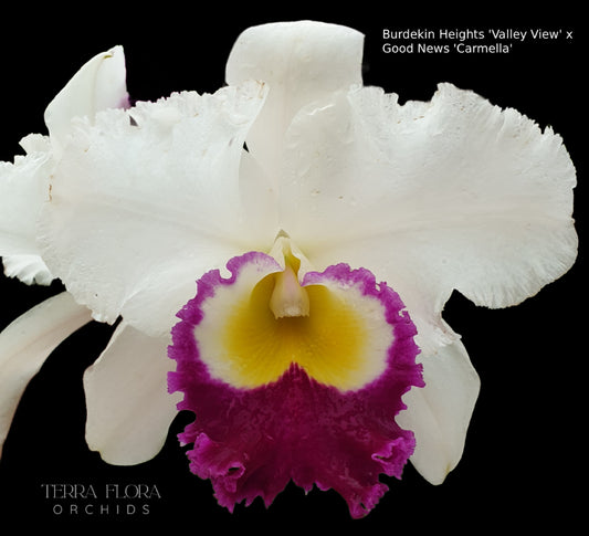 Rlc. Burdekin Heights 'Valley View' x Rlc. Good News 'Carmela'