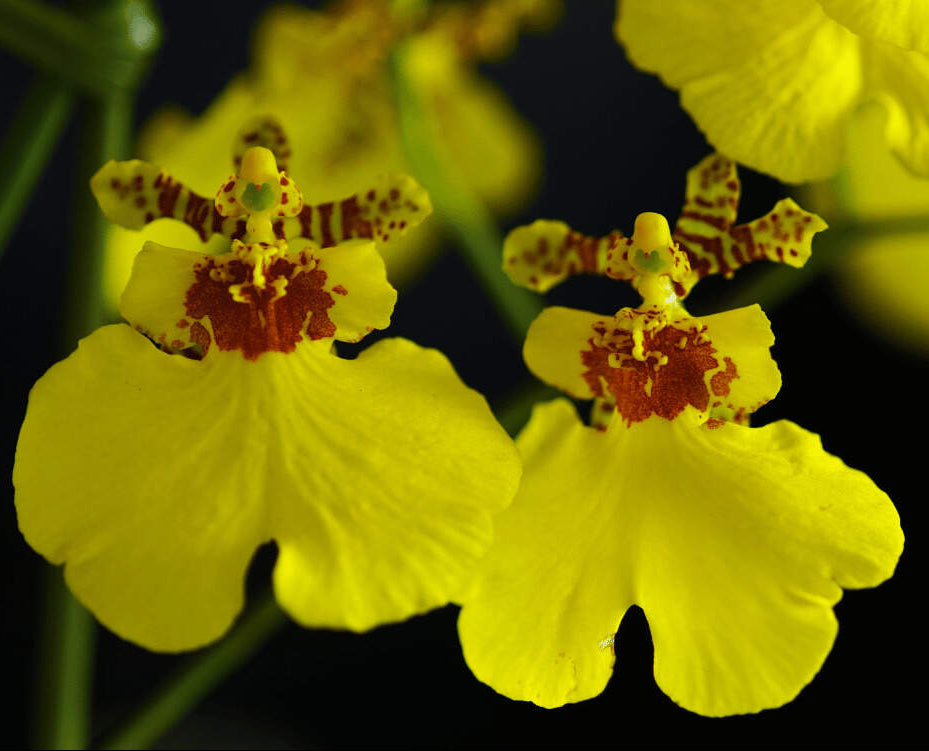 Oncidium sphacelatum