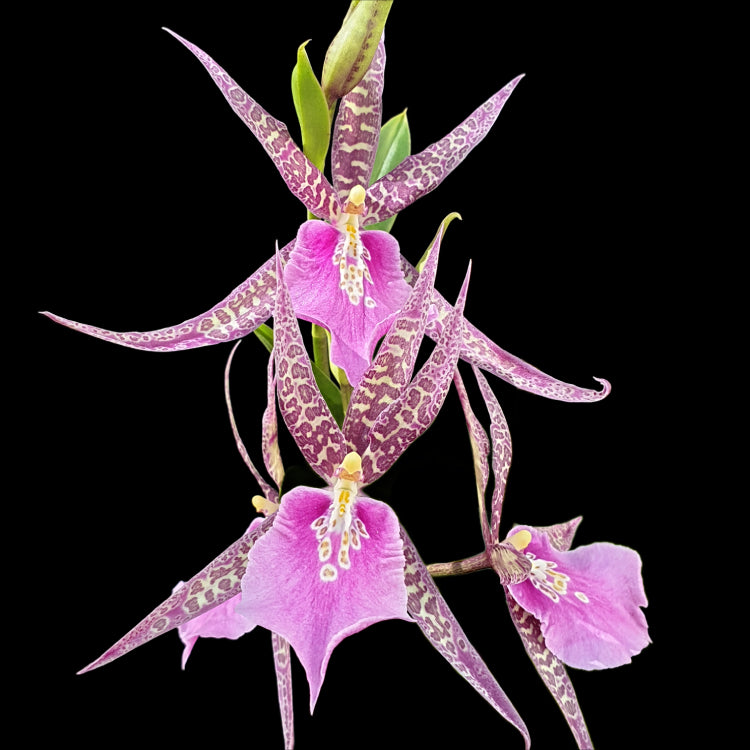 Miltassia Charles M Fitch 'Izumi'