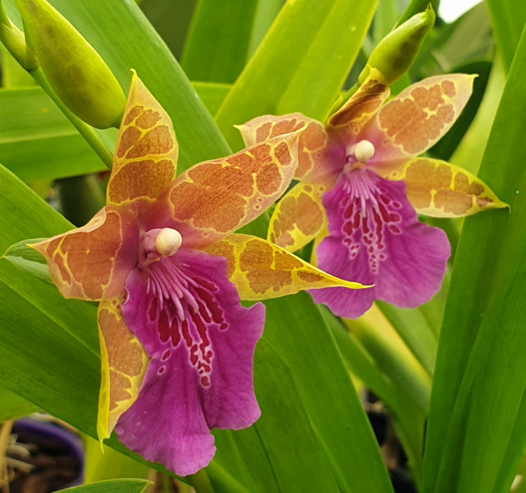 Miltonia Sandy's Cove