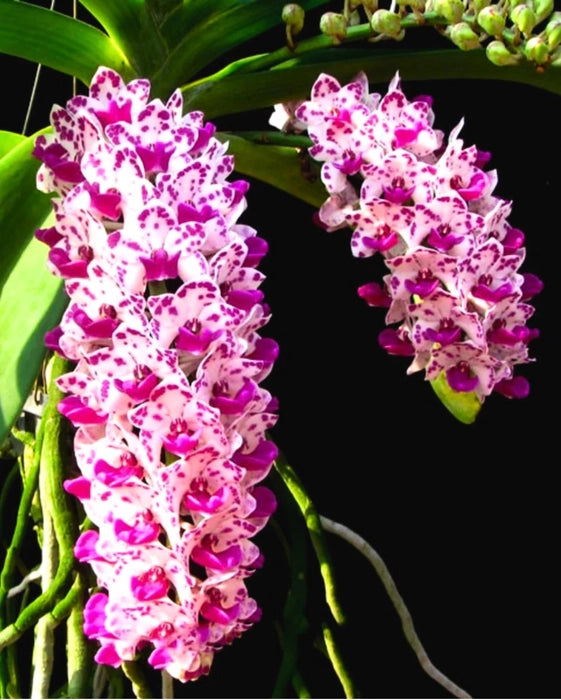 Rhynchostylis gigantea Ply