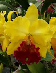 Rlc. Dal's Thunder 'Southern Cross'
