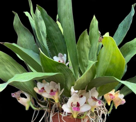 Bifrenaria Harrisoniae
